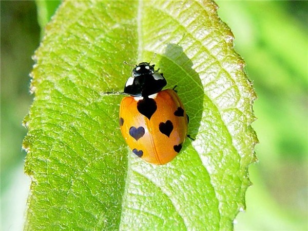 COCCINELLE