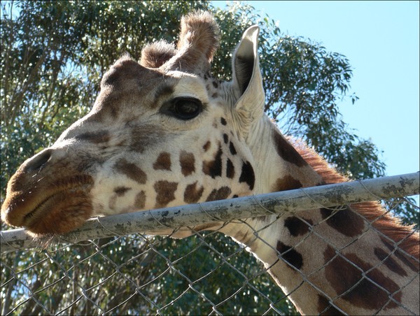 GIRAFE