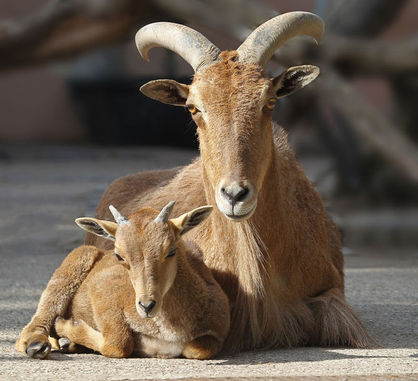 CHAMOIS