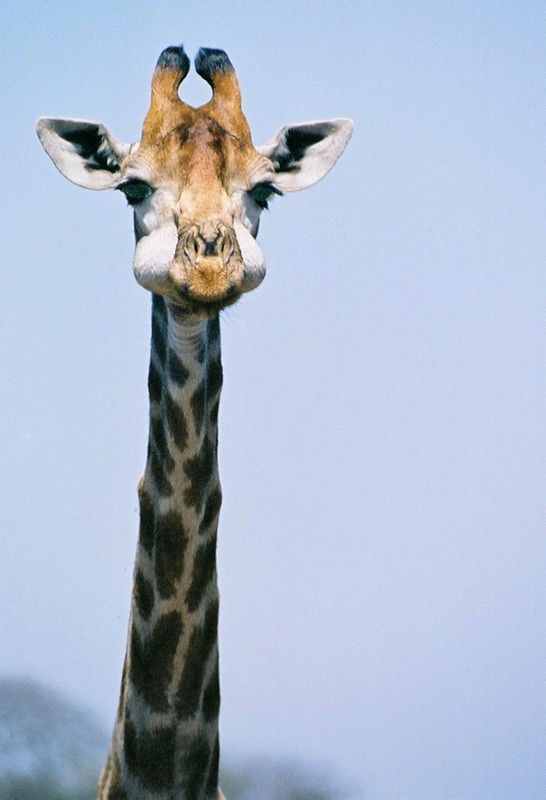 GIRAFE