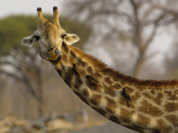 GIRAFE