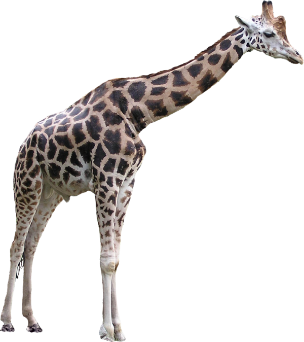 GIRAFE