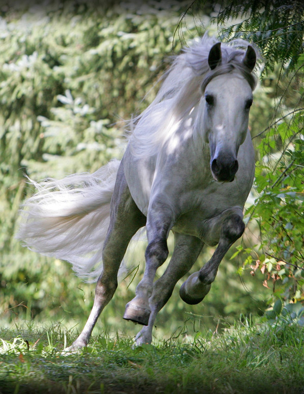 CHEVAL 2