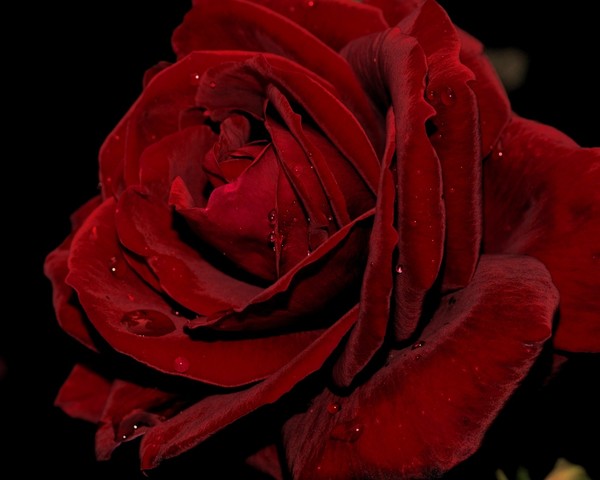 ROSE 3