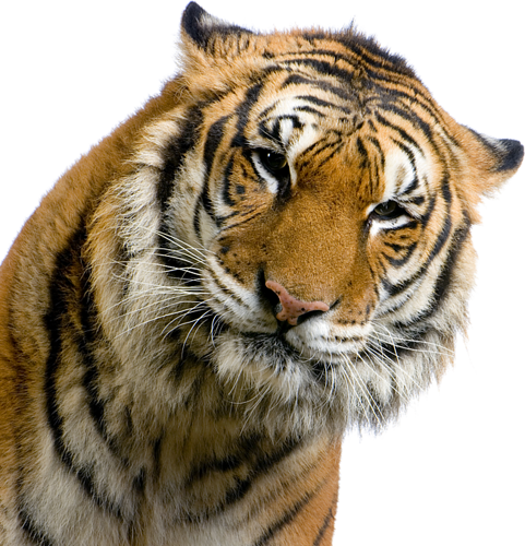 TIGRE