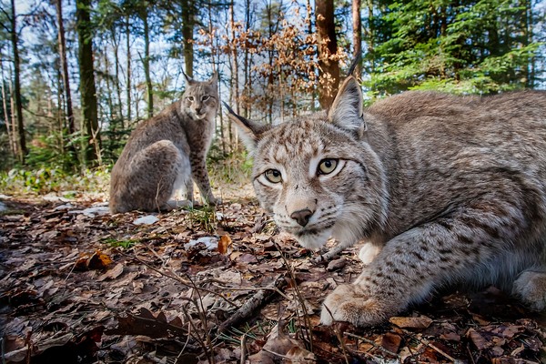 LYNX