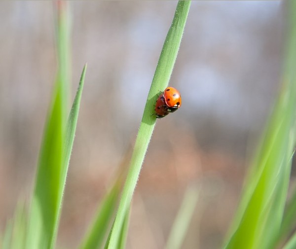 COCCINELLE