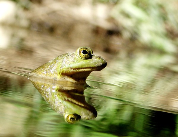 GRENOUILLE