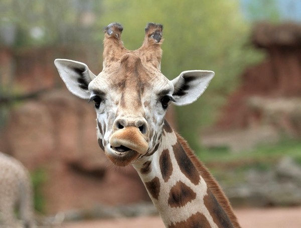 GIRAFE