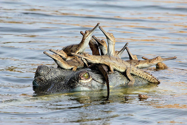 ALLIGATORS