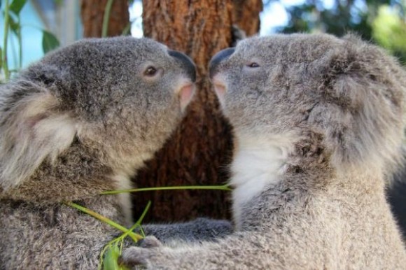 KOALAS