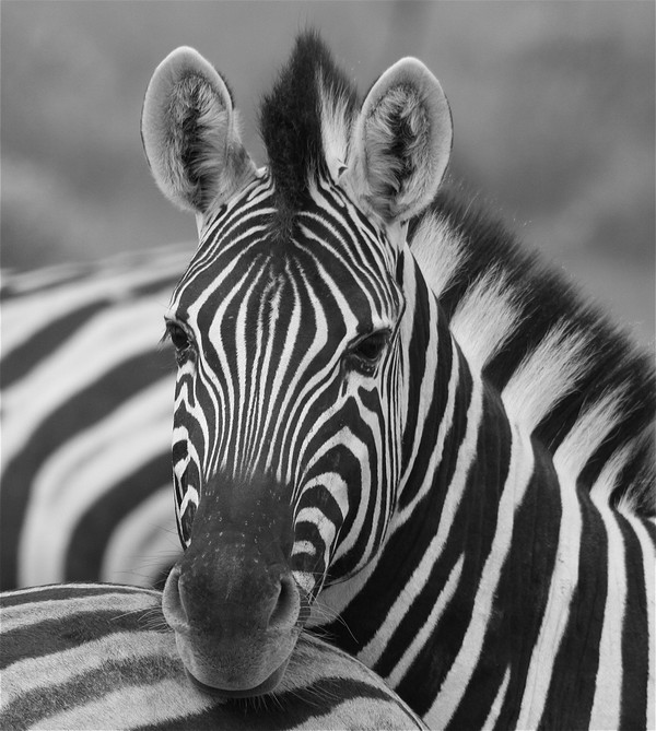 ZEBRE