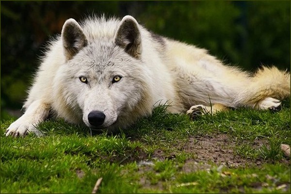 LOUP