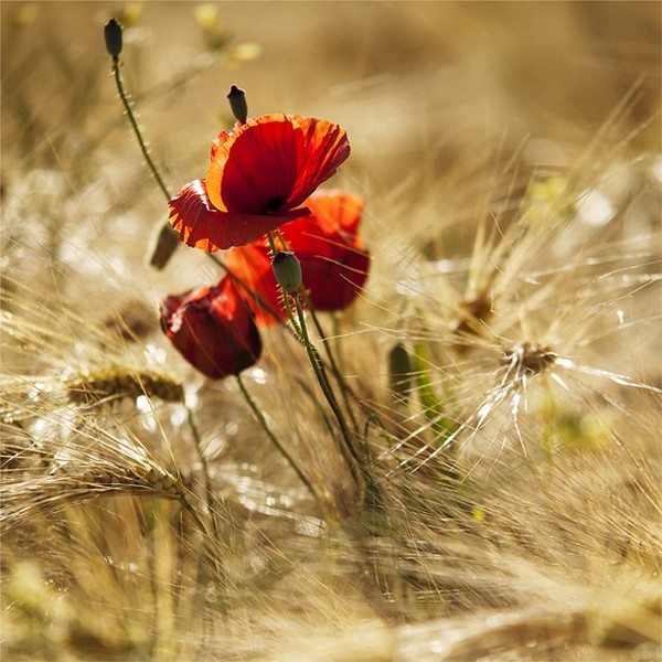 COQUELICOTS