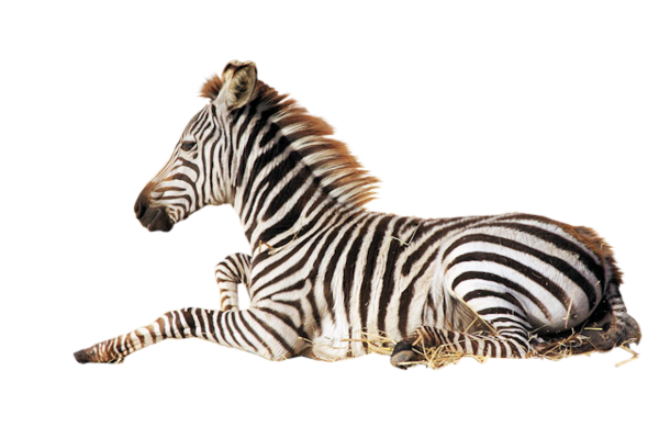 ZEBRE