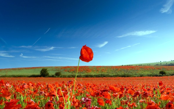 COQUELICOTS