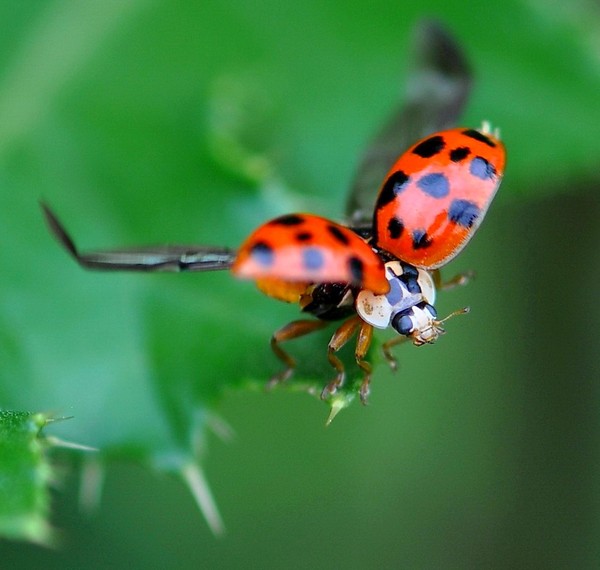 COCCINELLE