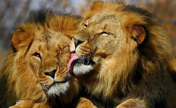 LIONS