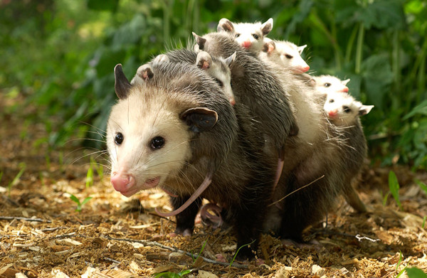 OPPOSSUMS