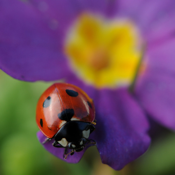 COCCINELLE