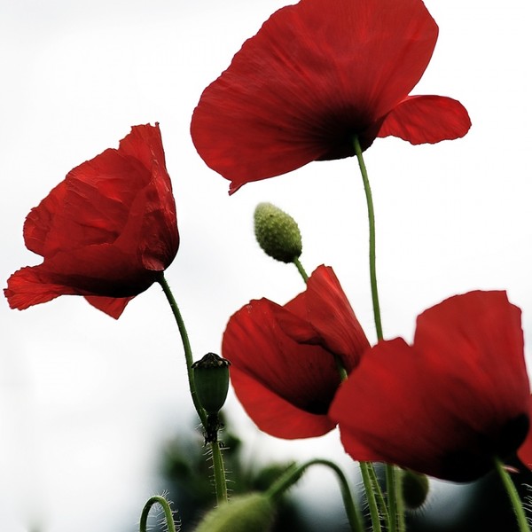 COQUELICOTS