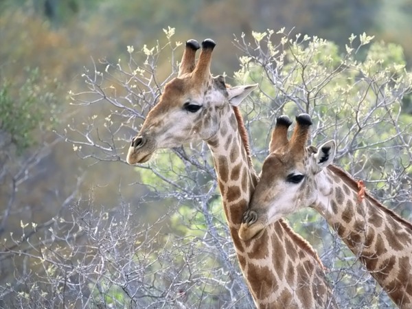 GIRAFES