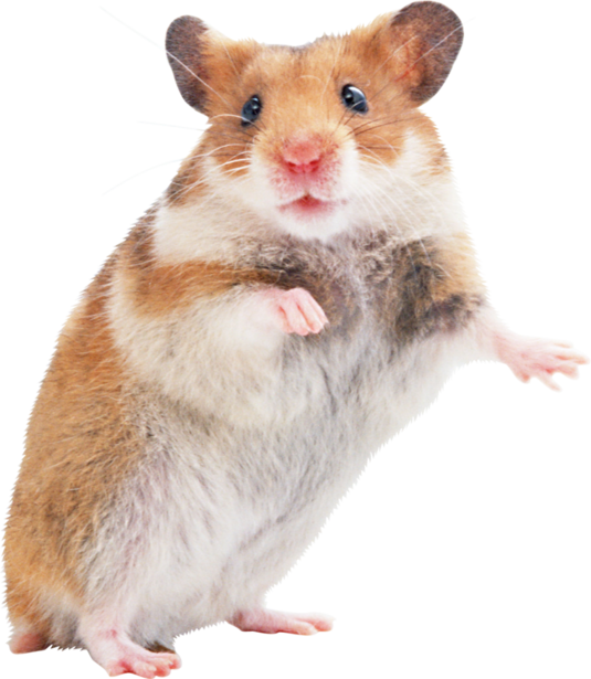 RAT SOURIS HAMSTER... 2