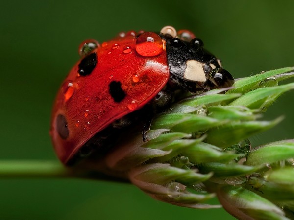 COCCINELLE