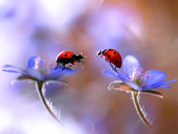 COCCINELLES