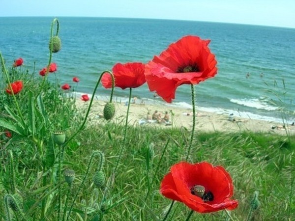 COQUELICOTS