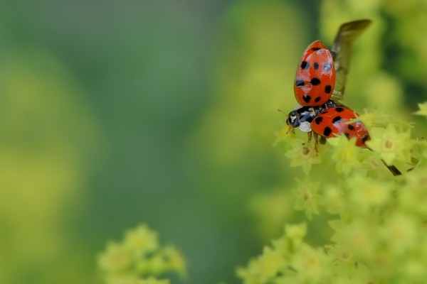 COCCINELLE