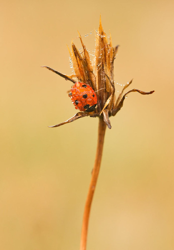 COCCINELLE