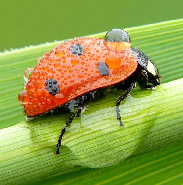 COCCINELLE