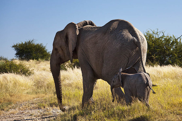 ELEPHANTS