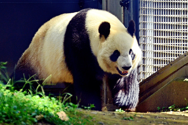 PANDA