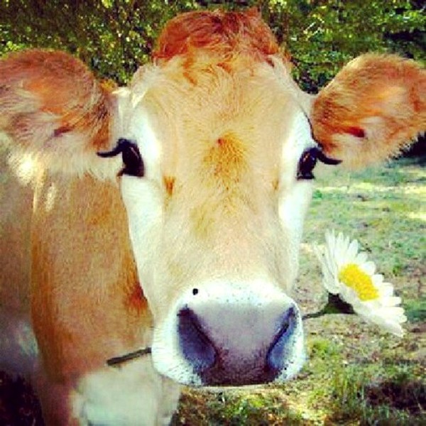 VACHE