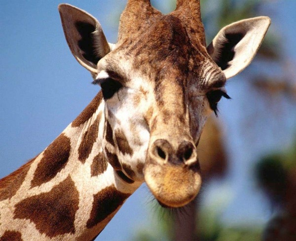 GIRAFE