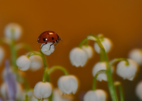 COCCINELLE 2