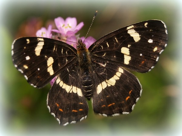 PAPILLON