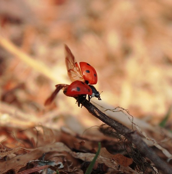 COCCINELLE 3