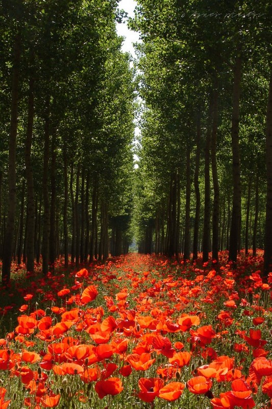 COQUELICOTS