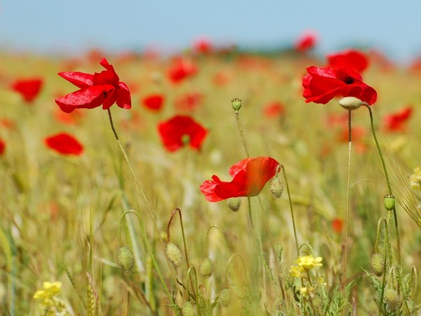 COQUELICOTS