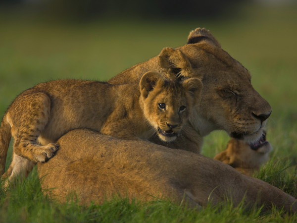 LIONNE ET LIONCEAU