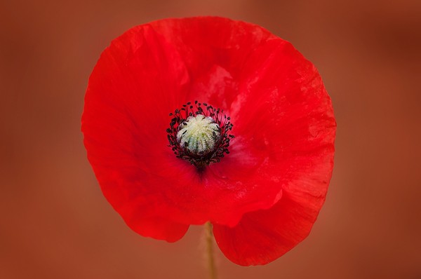 COQUELICOTS