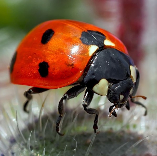 COCCINELLE 3