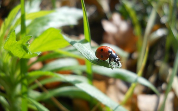 COCCINELLE