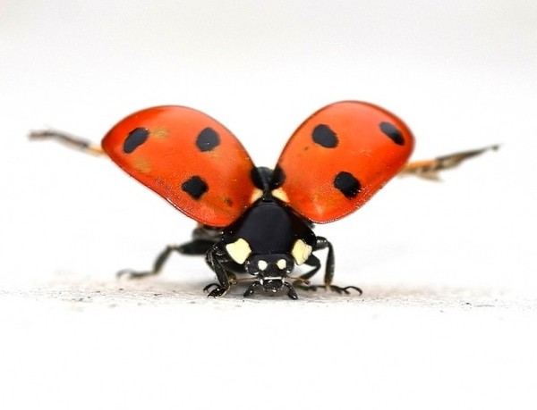 COCCINELLE