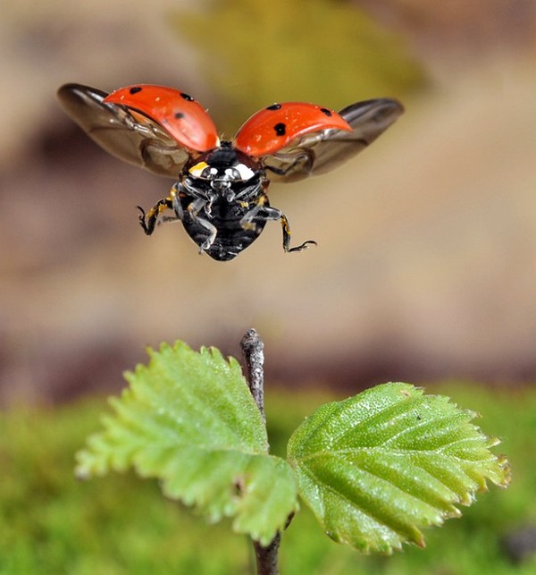 COCCINELLE