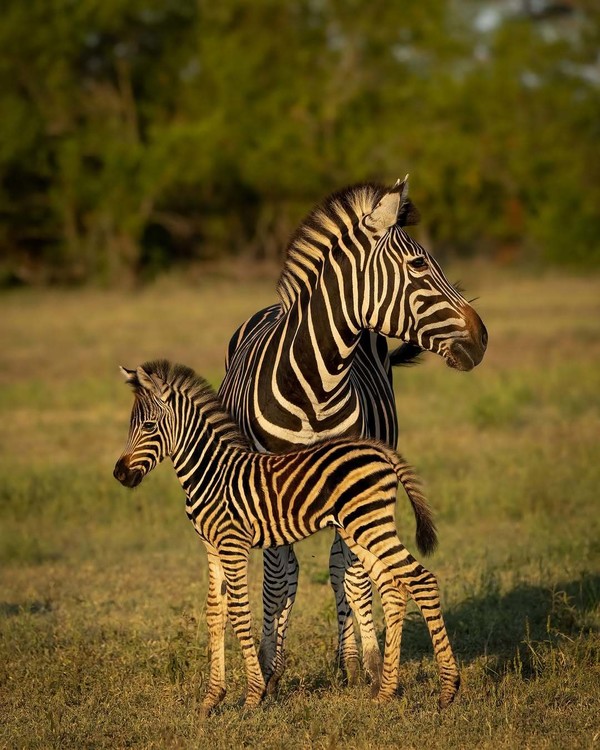 ZEBRE