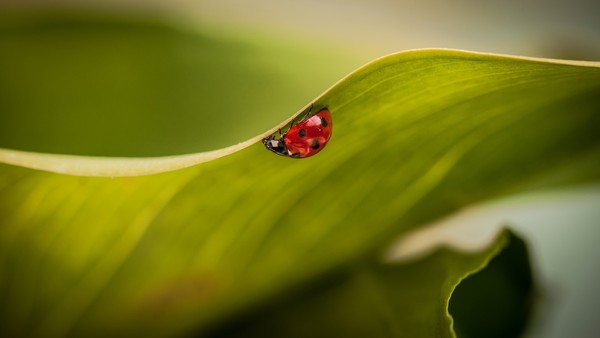 COCCINELLE